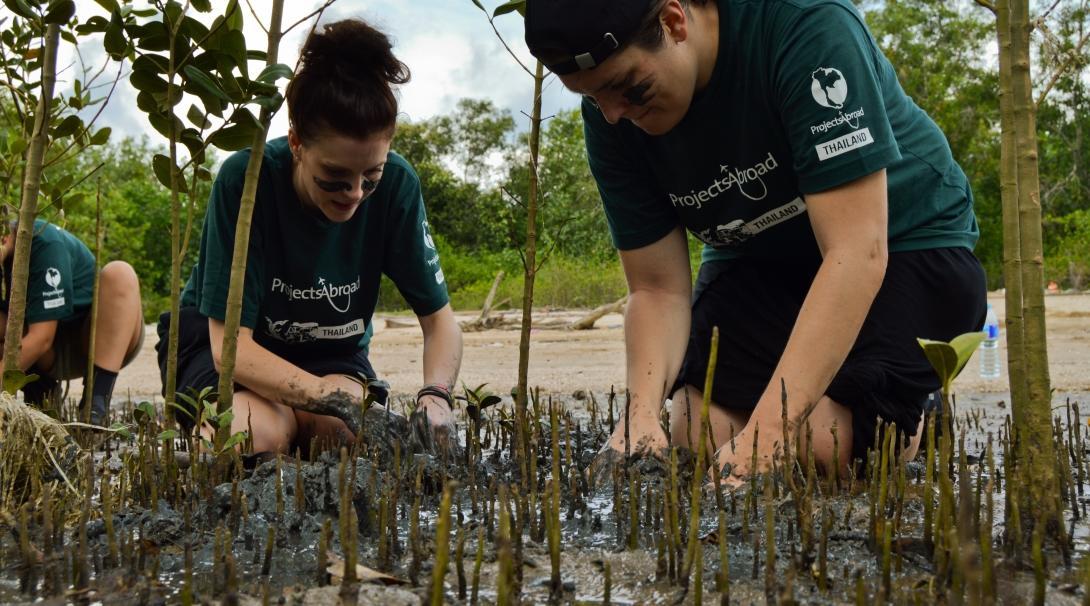 Two students on a voluntourism trip plant mangroves to help prevent coastal erosion in Thailand. Two voluntourists work together to prevent coastal erosion in Thailand by planting mangroves.